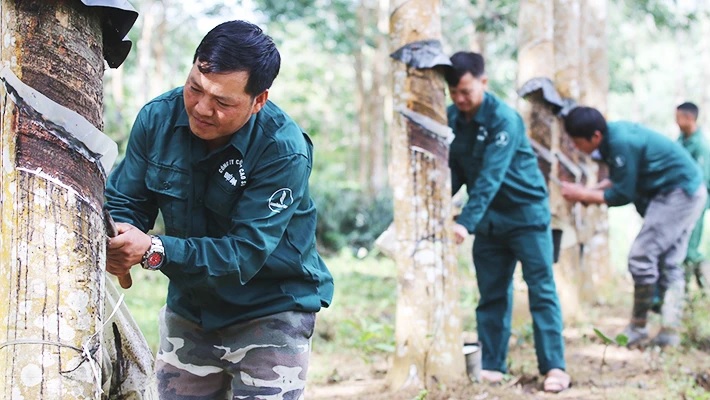 Những đảng viên trong vườn cao-su